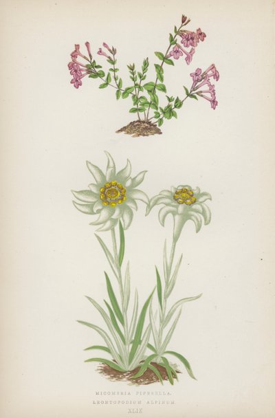 Micomeria Piperella; Leontopodium Alpinum (farvelitografi) af English School