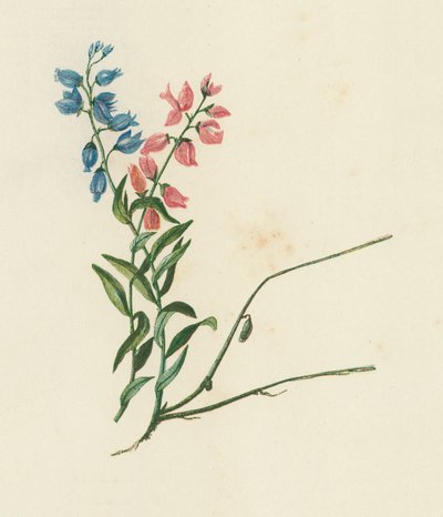 Mælkeurt, Polygala Vulgaris (farvelitografi) af English School