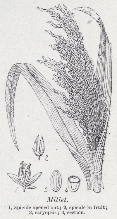Hirse (litho) af English School