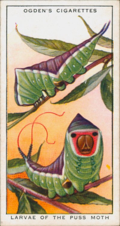 Mimicry for Protection, Insects, Larva of the Puss Moth (farvelitografi) af English School
