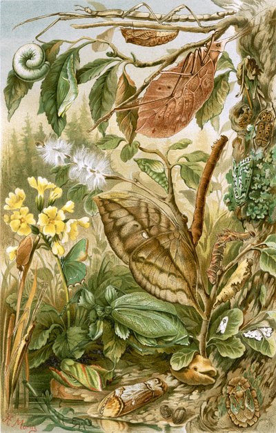 Mimikry hos insekter af English School