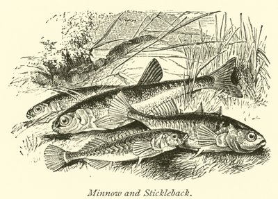 Minnow og Stickleback af English School