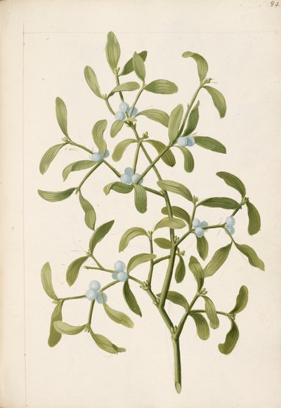 Mistelten. En hemi-parasitisk plante, ca. 1664 (litho) af English School