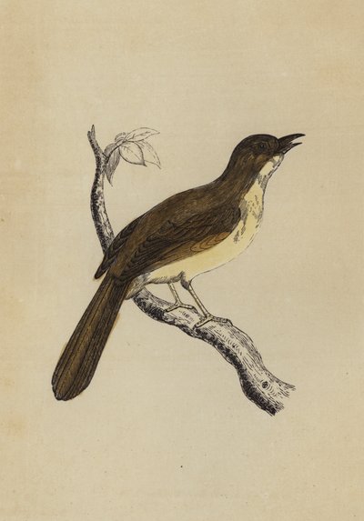 Mocking Bird (farve litho) af English School