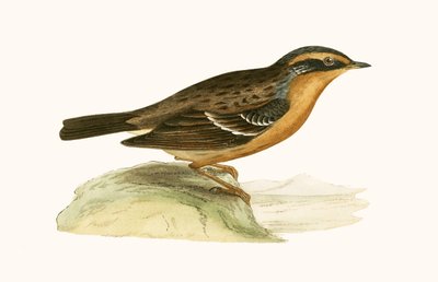 Mountain Accentor, illustration fra 