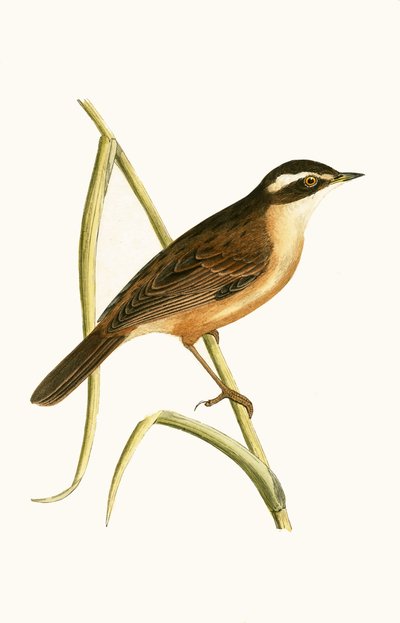 Moustached Warbler, illustration fra 