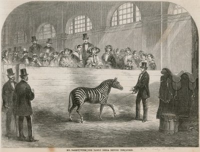 Rarey med den tæmmede zebra foran dronningen af English School