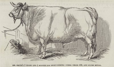 Mr Smiths 3 år og 3/4 måneder gamle korthornede styr, præmie £20 og sølvmedalje (gravering) af English School
