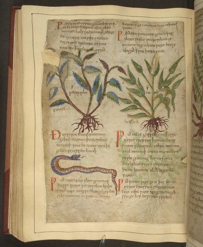 Ms. Cotton Vitellius C.III fol.56v Illustrationer af Petersilie, Cawel og en slange, fra en gammel engelsk urte oprindeligt af Apuleius (123-80AD), tidligt i det 11. århundrede (vellum) af English School