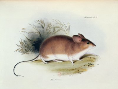 Mus Darwinii, illustration fra The Zoology of the Voyage of H.M.S. Beagle, 1832-36, af Charles Darwin (1809-92), 1840 af English School
