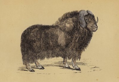 Moskusokse (farve litho) af English School