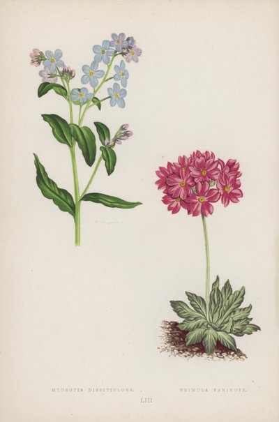 Myosotis Dissitiflora; Primula Farinosa (farve litho) af English School