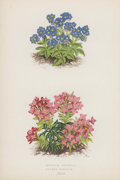 Myosotis Rupicola; Daphne Cneorum (farvelitografi) af English School