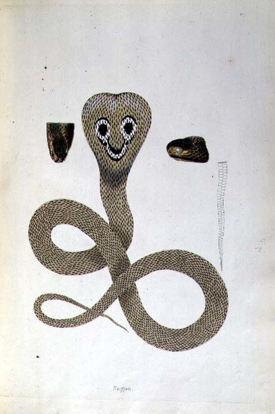 Nagoo-Schlange aus 