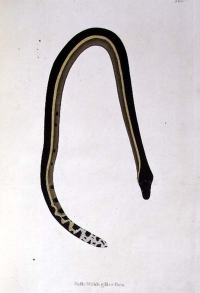 Nalla Wahlagillee Pam Snake fra "An Account of Indian Serpents collected from the Coast of Coromandel" af Patrick Russell, London af English School