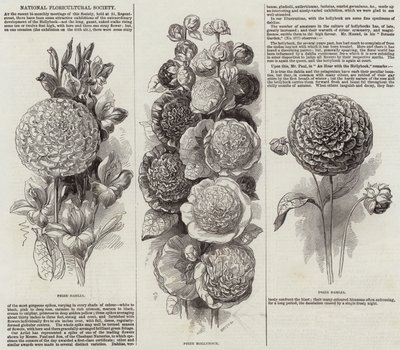 National Floricultural Society (gravering) af English School
