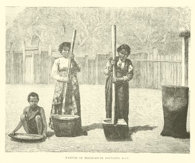 Indfødte på Madagaskar banker ris af English School