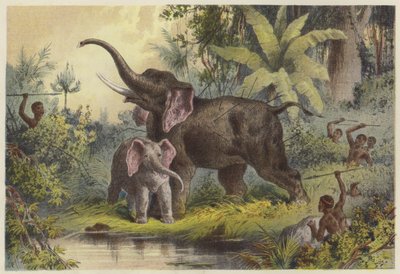 Natives spearing an elephant  af English School