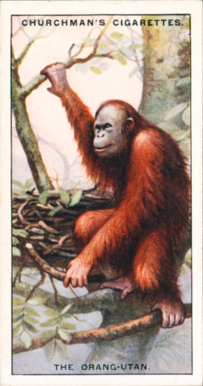 Naturens arkitekter: Orangutangen (farvelitografi) af English School