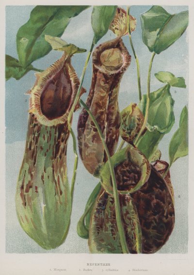 Nepenthes af English School