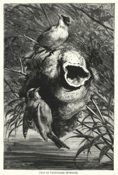 Rede af pungmejse (gravering) af English School