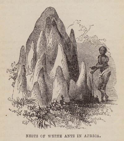 Reder af hvide myrer i Afrika (gravering) af English School