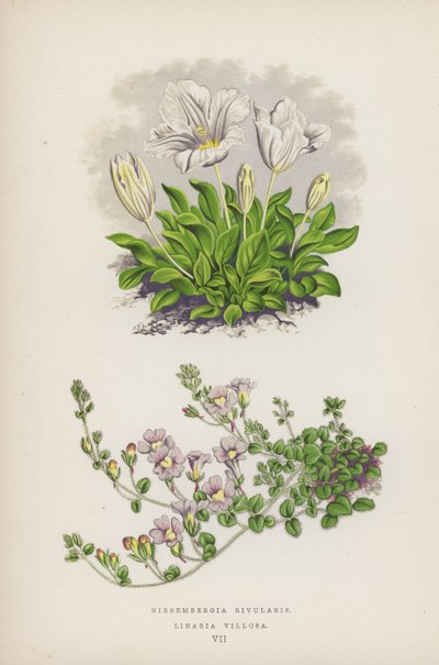 Nierembergia Rivularis; Linaria Villosa (farvelitografi) af English School