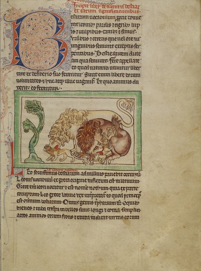 Northumberland Bestiary, ca. 1250-60 (farvede vaske og blæk på pergament) af English School