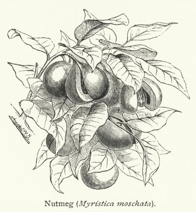 Muskatnød (Myristica moschata) (gravering) af English School