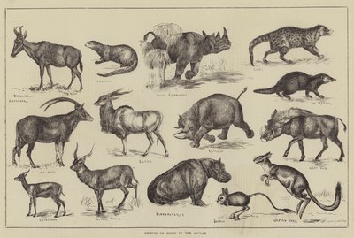 Objekter af sport i Soudan (gravering) af English School