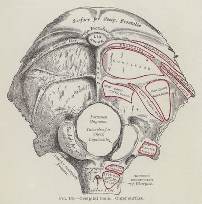 Occipital knogle, ydre overflade (gravering) af English School
