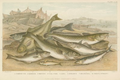 Havfisk (farvet gravering) af English School