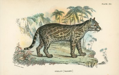 Ocelot [Variety] af English School