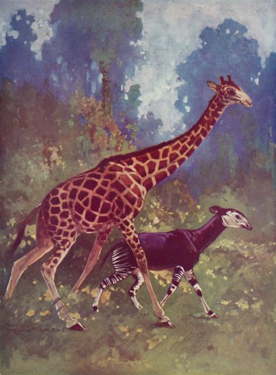 Okapi og giraf af English School