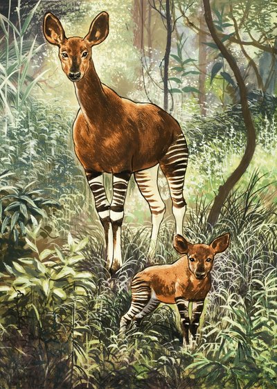 Okapis fra Congo af English School