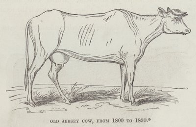 Old Jersey ko, fra 1800 til 1830 (gravering) af English School