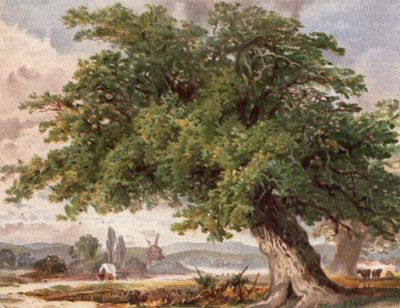 Old Oak by the Wayside, Surrey (farve litho) af English School
