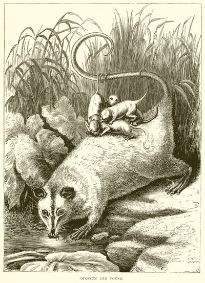 Opossum og Young af English School