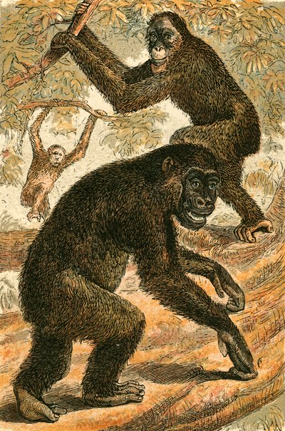 Orang Outang og Gorilla af English School