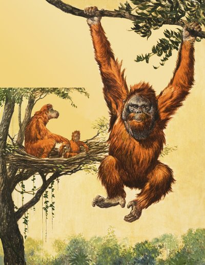 Orangutanger af English School