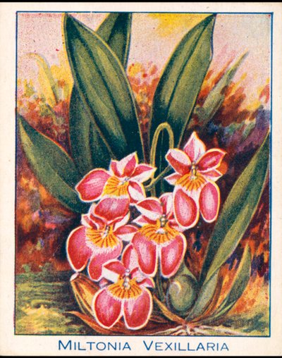 Orkideer: Miltonia Vexillaria (farvelitografi) af English School