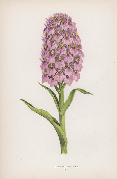 Orchis Foliosa (farve litografi) af English School