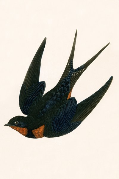 Orientalsk skorstenssvale, illustration fra 