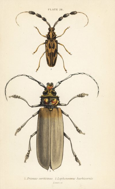 Orthomegas cinnamomeus Prionus corticinus 1 og Batus barbicornis, Lophonocerus barbicornis 2 af English School