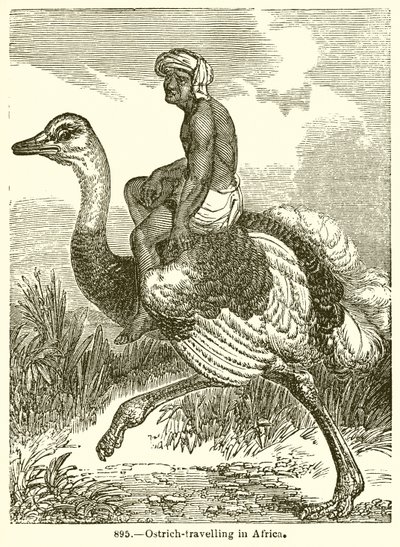Strudse-rejser i Afrika af English School