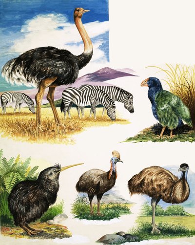 Struds, Kiwi, Kasuar, Emu og Takahe af English School