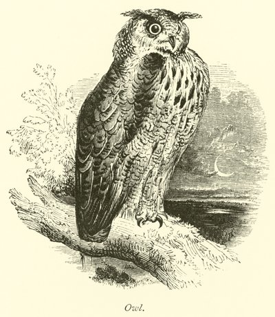 Owl  af English School