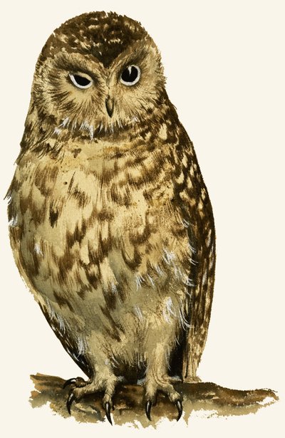 Ugle af English School