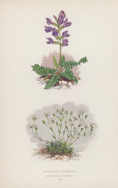 Oxytropis Pyrenaica; Arenaria Verna (farve litho) af English School