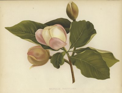 Oyama Magnolia af English School